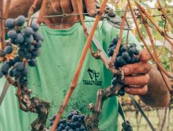 Com a colheita encerrada, Villa Francioni produzir 120 mil garrafas de vinhos 
